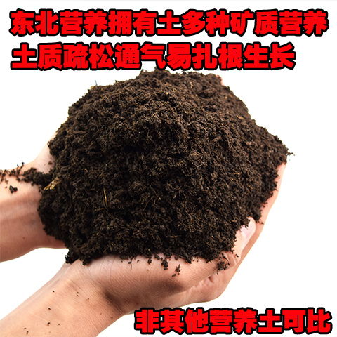 多肉營養(yǎng)花土配制