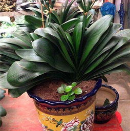 廣東養(yǎng)花配土