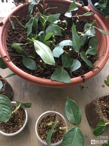 我想學(xué)養(yǎng)花怎么養(yǎng)