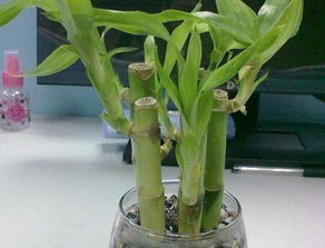 家里養(yǎng)花最旺的地方