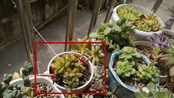 養(yǎng)花案例分析