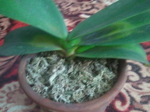 水養(yǎng)花的葉子為什么發(fā)黃