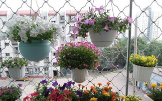 麥子養(yǎng)花期注意的事項