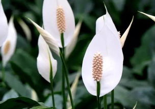 一帆風(fēng)順養(yǎng)花