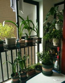 陽臺養(yǎng)花怎么增加濕度