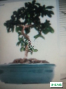 上海的冬天怎樣養(yǎng)花草