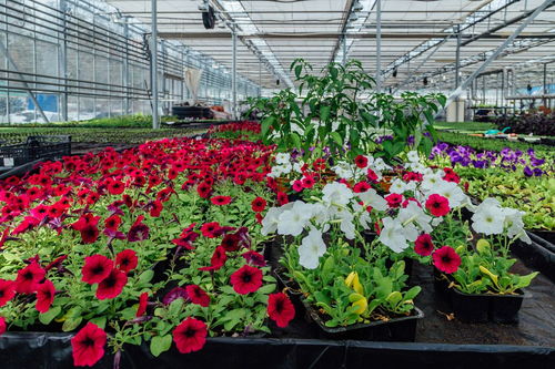 養(yǎng)花土里有蜘蛛