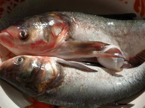 田里可以喂養(yǎng)花鰱嗎