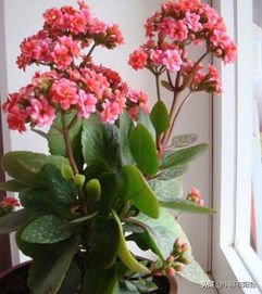 怎么利用家里不用的瓶子養(yǎng)花