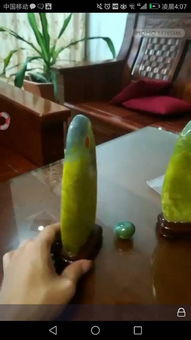 我朋友養(yǎng)花了二十幾萬