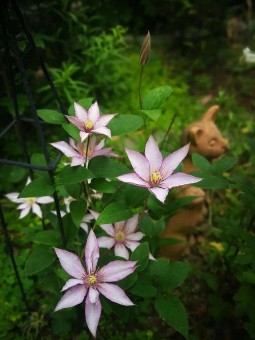養(yǎng)花就是養(yǎng)心意思