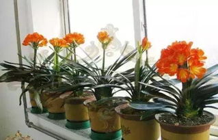 養(yǎng)花買的花肥有效果嗎