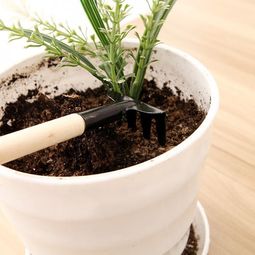 骨頭湯可以養(yǎng)花