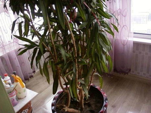 養(yǎng)花草提升風水