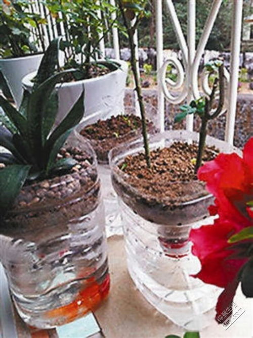 養(yǎng)花花盆加什么