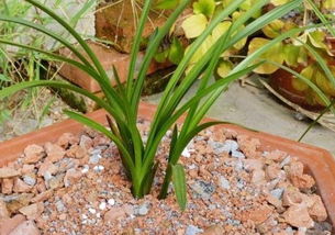 紅巖土養(yǎng)花