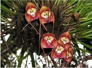 菜子雜能養(yǎng)花嗎