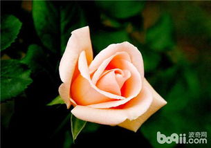 養(yǎng)花草的見(jiàn)干見(jiàn)濕是什么意思