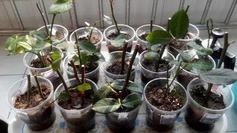 木炭灰養(yǎng)花能用么