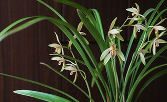 最好養(yǎng)的養(yǎng)花大葉四季蘭