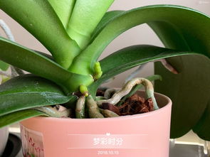 什么地方有養(yǎng)花的水苔