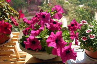 養(yǎng)花用的硫酸鋁購(gòu)買(mǎi)