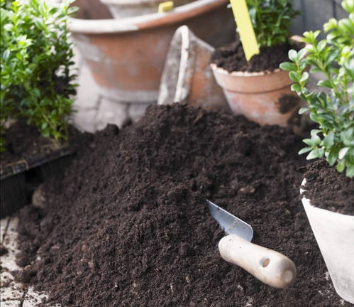 純營養(yǎng)土養(yǎng)花好不