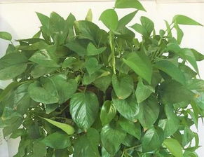 朋友喜歡養(yǎng)花怎么評價