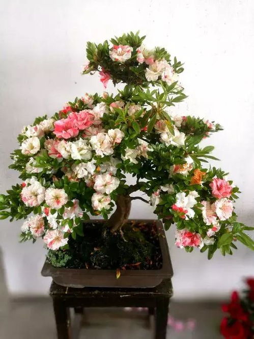 養(yǎng)花時的扣水是什么意思