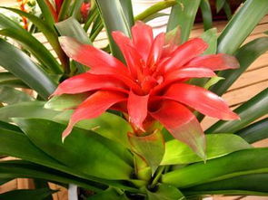 養(yǎng)花以后滿(mǎn)屋小飛蟲(chóng)怎么辦