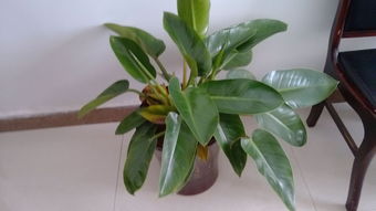 家庭養(yǎng)花壽命最長