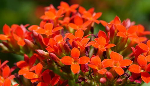 養(yǎng)花紅葉開(kāi)花