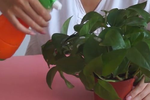 養(yǎng)花長小白蟲子怎么辦