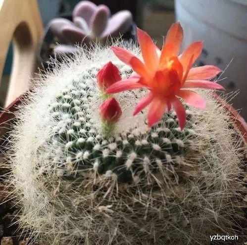 泥炭土養(yǎng)花缺點