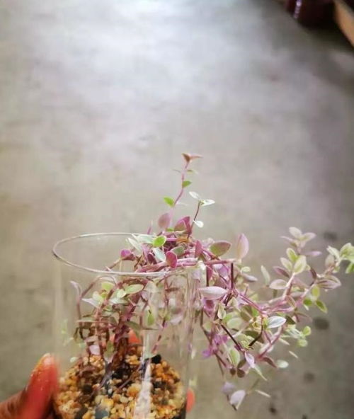 形容一個人很會養(yǎng)花的幽默語言