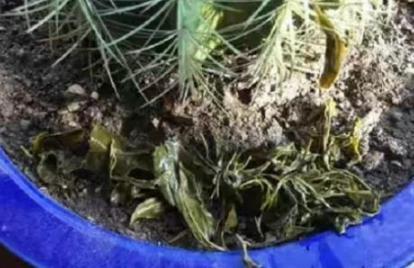 茶水是不是養(yǎng)花的