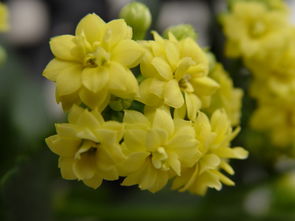 什么植物好養(yǎng)花期又長