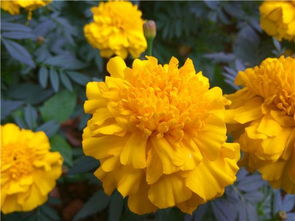 養(yǎng)花學問對你有什么啟示