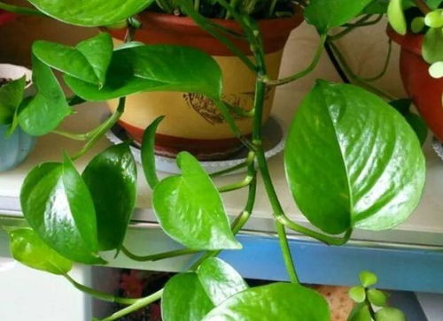 水養(yǎng)花水里加什么營(yíng)養(yǎng)