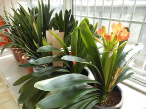 養(yǎng)花肥8元十斤包郵怎么賺錢