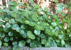 廢舊蘑菇料能養(yǎng)花嗎