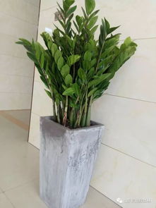 養(yǎng)花知識澆水澆到盆土濕潤