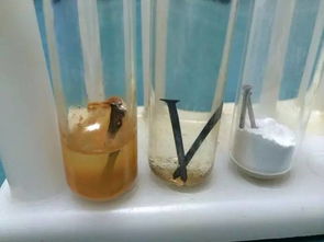 生銹鐵釘養(yǎng)花