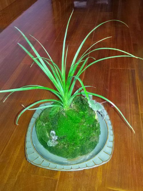 冬天室內(nèi)溫度低該怎樣養(yǎng)花