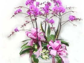 門口養(yǎng)花風(fēng)水禁忌