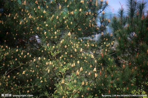 松樹籽怎么養(yǎng)花