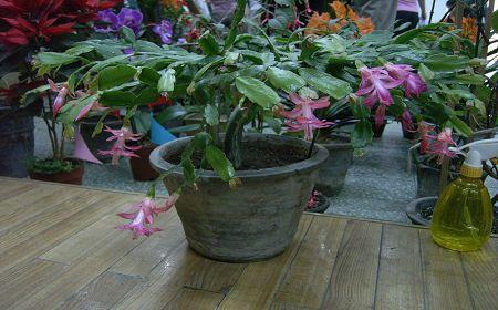 養(yǎng)花的水里加什么實驗室可以配置的