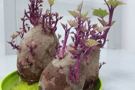 紅薯發(fā)芽怎樣養(yǎng)花
