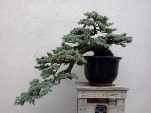 盆景制作家庭養(yǎng)花