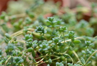 關(guān)于養(yǎng)花卉的觀察日記